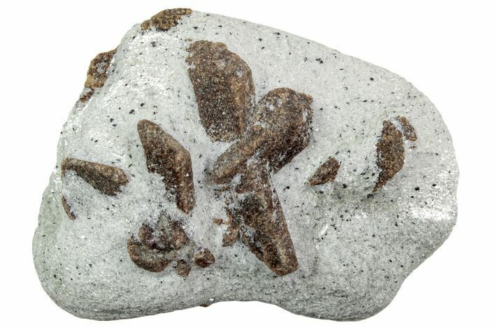 Twinned Staurolite Cross In Glittering Mica-Schist - Russia #240436